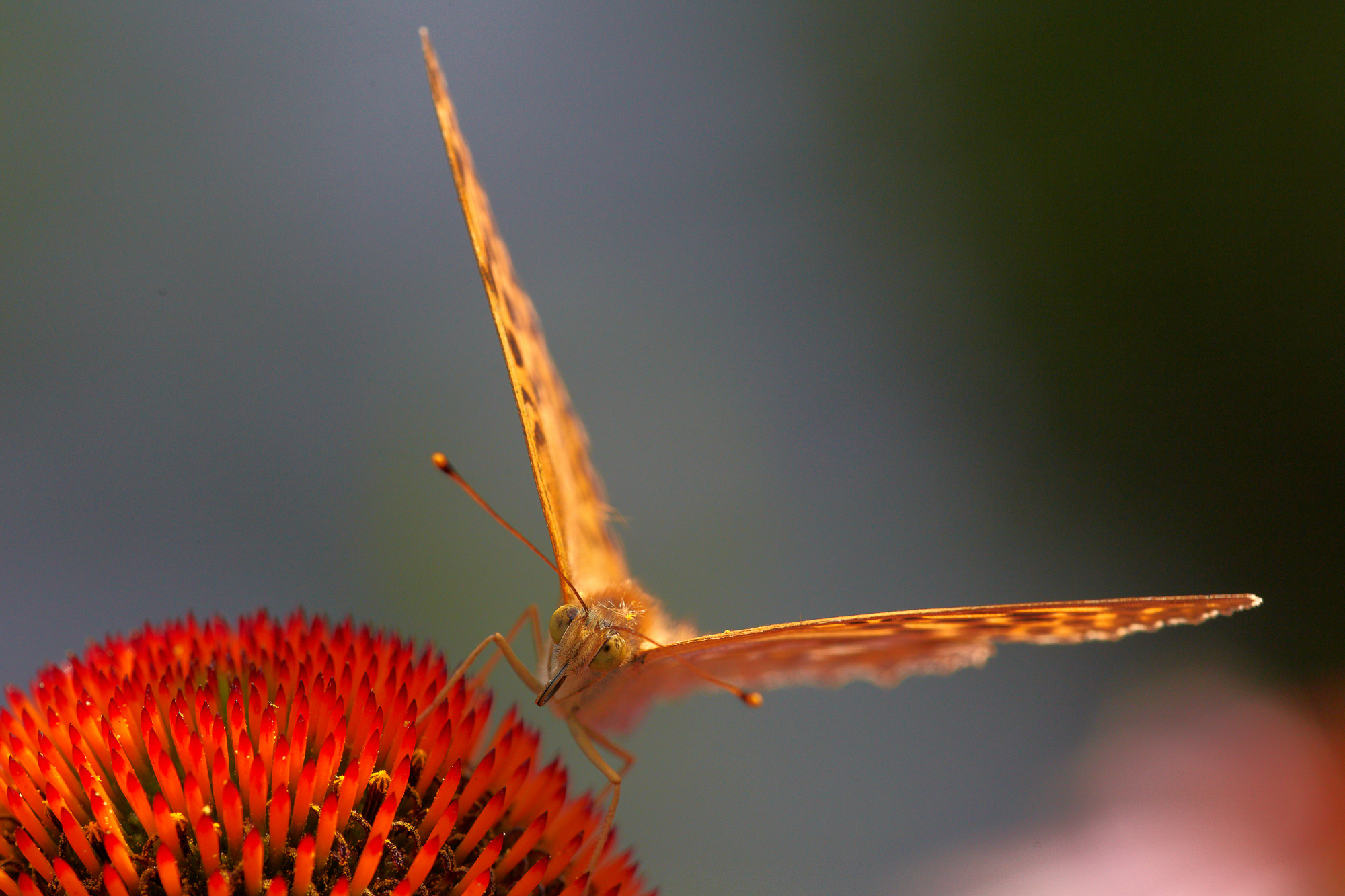 Silver-washed fritillary
